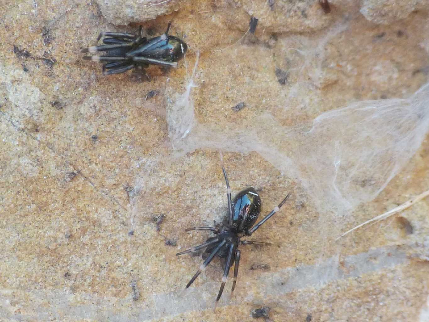 Liophrurillus flavitarsis - Tolfa (RM)